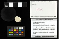 Foto (Objekt + Etiketten) von Prosopon sp. 
